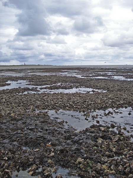 132_waadlopen_texel_de-cocksdorp_waddenzee_austerbank.jpg